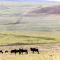 TZA ARU Ngorongoro 2016DEC23 042 : 2016, 2016 - African Adventures, Africa, Arusha, Date, December, Eastern, Month, Ngorongoro, Places, Tanzania, Trips, Year